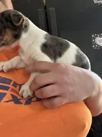 Dan, a male Jack Russell Terrier for sale in Rochester, NY – Photo 3 of 3