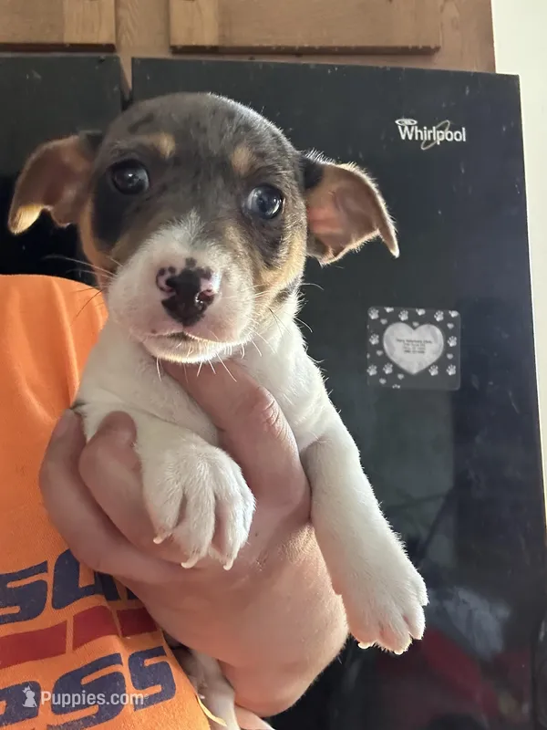 Dan – Jack Russell Terrier puppy for sale in Rochester, NY