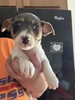 Dan, a male Jack Russell Terrier for sale in Rochester, NY – Photo 1 of 3