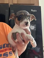 Dan, a male Jack Russell Terrier for sale in Rochester, NY – Photo 2 of 3