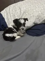 Cal kb black parti , a male Yorkshire Terrier and Biewer for sale in Rochester, NY – Photo 5 of 5