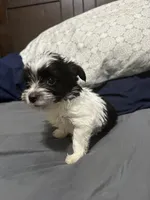 Cal kb black parti , a male Yorkshire Terrier and Biewer for sale in Rochester, NY – Photo 3 of 5