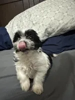 Cal kb black parti , a male Yorkshire Terrier and Biewer for sale in Rochester, NY – Photo 4 of 5