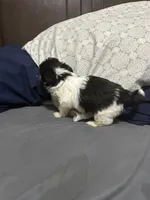 Cal kb black parti , a male Yorkshire Terrier and Biewer for sale in Rochester, NY – Photo 2 of 5