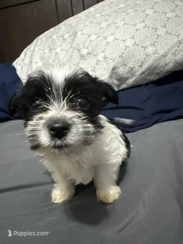 Cal kb black parti  – Yorkshire Terrier, Biewer puppy for sale in Rochester, NY
