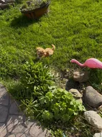 Frank lee, a male Yorkipoo for sale in Rochester, NY – 3 of 4