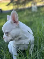 Pink Blanca , a female French Bulldog for sale in Rochester, NY – 2 of 3