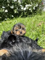 Green, a male Yorkipoo for sale in Rochester, NY – 2 of 4