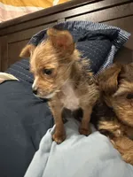 Jesus the TINY, a male Pembroke Welsh Corgi and Yorkshire Terrier for sale in Rochester, NY – 5 of 6