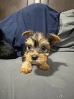 Mary, a female Yorkipoo for sale in Rochester, NY – Photo 2 of 4