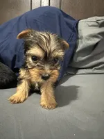 Mary, a female Yorkipoo for sale in Rochester, NY – Photo 4 of 4