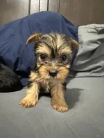 Mary, a female Yorkipoo for sale in Rochester, NY – Photo 1 of 4