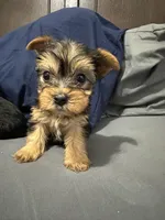 Mary, a female Yorkipoo for sale in Rochester, NY – Photo 3 of 4