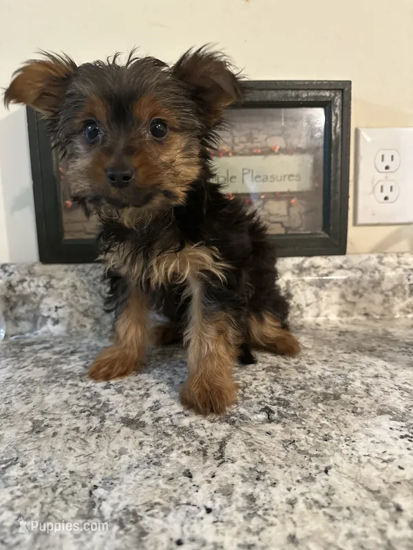 Athena – Yorkshire Terrier puppy for sale in Rochester, NY