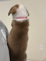 Josie, a female Pembroke Welsh Corgi for sale in Rochester, NY – 2 of 3