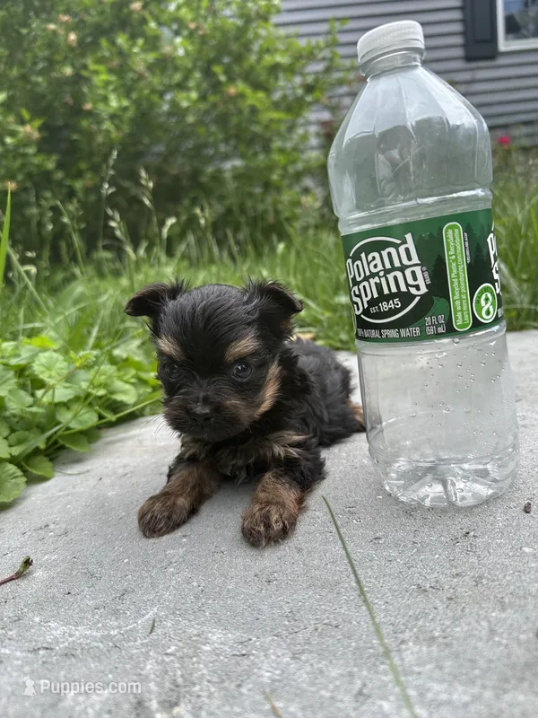 Bailey – Yorkshire Terrier puppy for sale in Rochester, NY