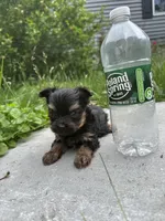 Bailey, a male Yorkshire Terrier for sale in Rochester, NY – 1 of 3
