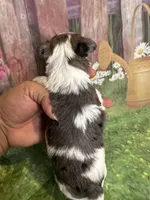 Stevie TINY!!, a male Yorkshire Terrier for sale in Rochester, NY – Photo 3 of 4