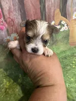 Stevie TINY!!, a male Yorkshire Terrier for sale in Rochester, NY – Photo 4 of 4