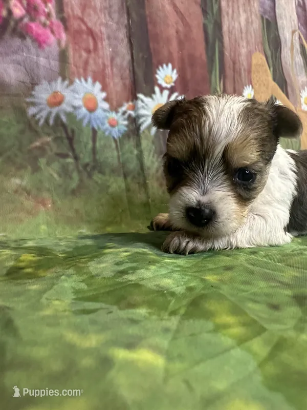 Stevie TINY!!, a male Yorkshire Terrier for sale in Rochester, NY – Photo 1 of 4