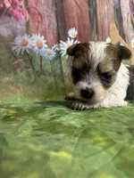 Stevie TINY!!, a male Yorkshire Terrier for sale in Rochester, NY – Photo 1 of 4