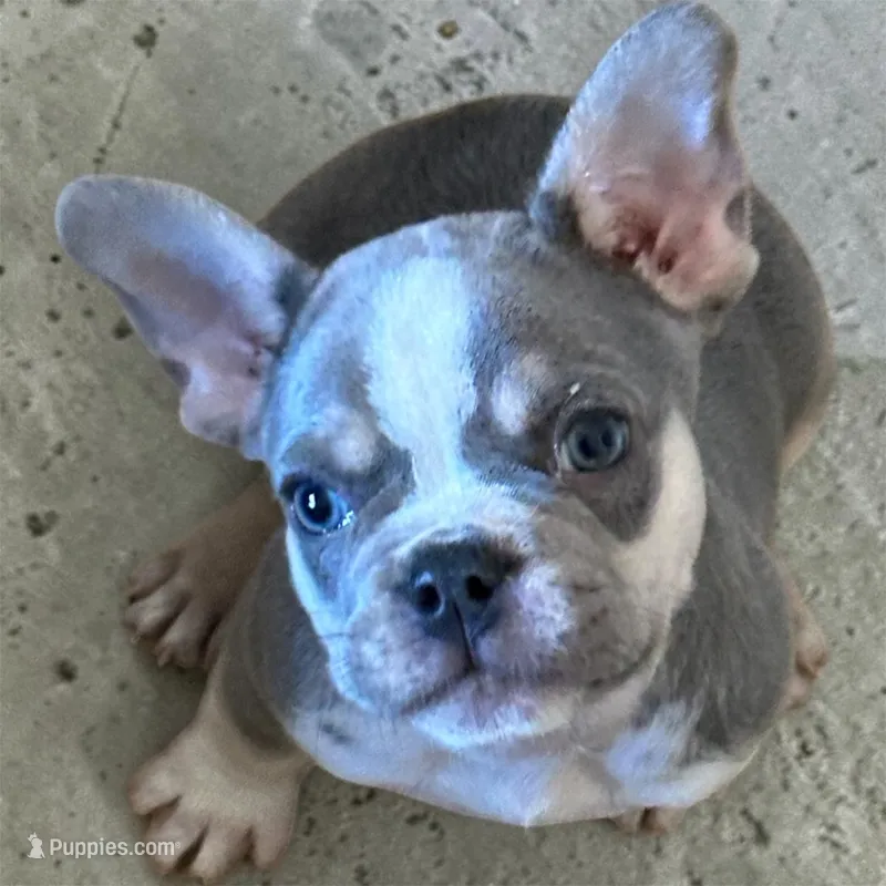 Buster  – French Bulldog puppy for sale in Rochester, NY