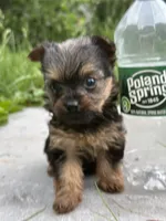 Dory, a female Yorkshire Terrier for sale in Rochester, NY – 2 of 5