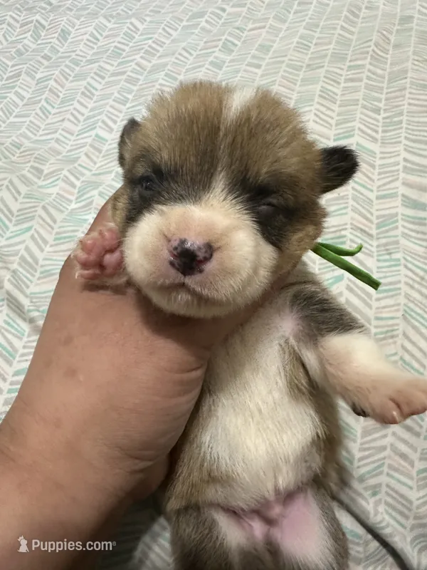 Maverick  – Pembroke Welsh Corgi puppy for sale in Rochester, NY