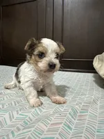 Gigi, a female Biewer for sale in Rochester, NY – 2 of 3