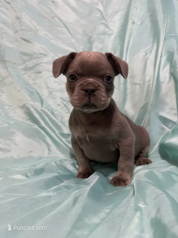 Rover – French Bulldog puppy for sale in Rochester, NY