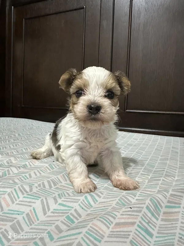 Gigi – Biewer puppy for sale in Rochester, NY
