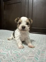 Gigi, a female Biewer for sale in Rochester, NY – 1 of 3