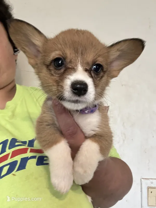 Purple – Pembroke Welsh Corgi puppy for sale in Rochester, NY