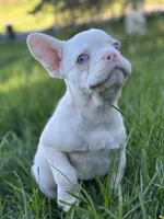 Pink Blanca , a female French Bulldog for sale in Rochester, NY – 3 of 3