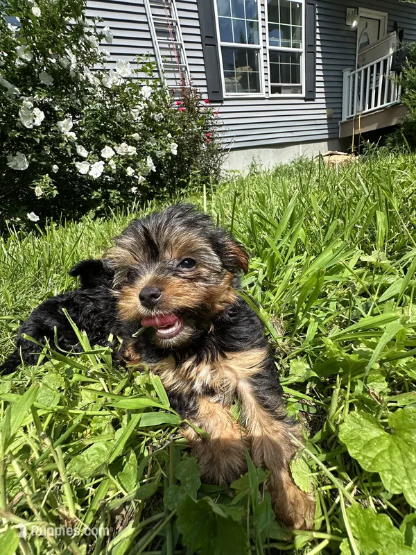 Green – Yorkipoo puppy for sale in Rochester, NY