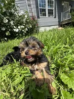Green, a male Yorkipoo for sale in Rochester, NY – 1 of 4