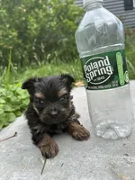 Bailey, a male Yorkshire Terrier for sale in Rochester, NY – 3 of 3