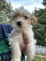 Jacob, a male Yorkshire Terrier for sale in Rochester, NY – 2 of 6