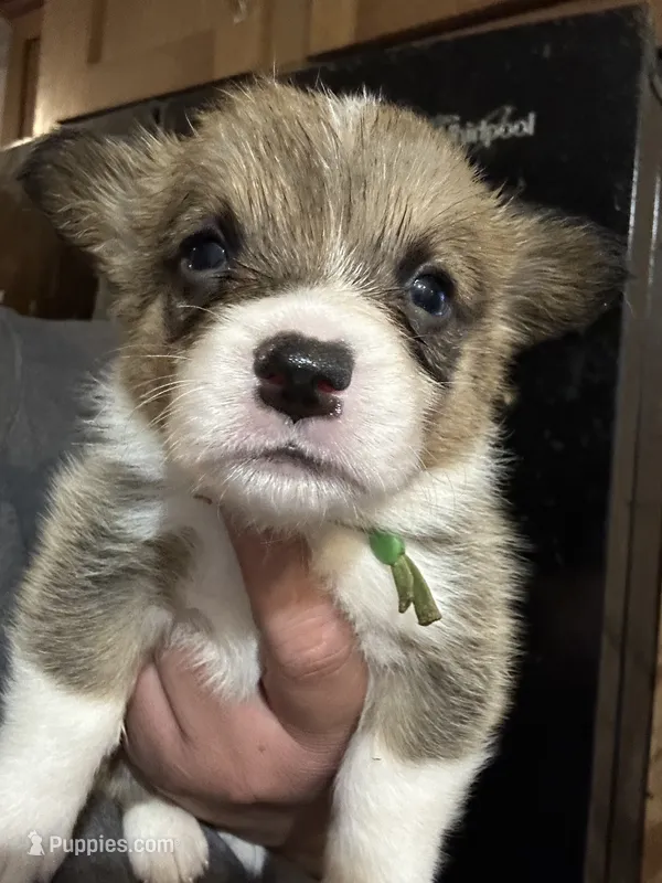Maverick  – Pembroke Welsh Corgi puppy for sale in Rochester, NY