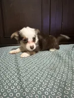 Harry, a male Pembroke Welsh Corgi and Yorkshire Terrier for sale in Rochester, NY – 3 of 3