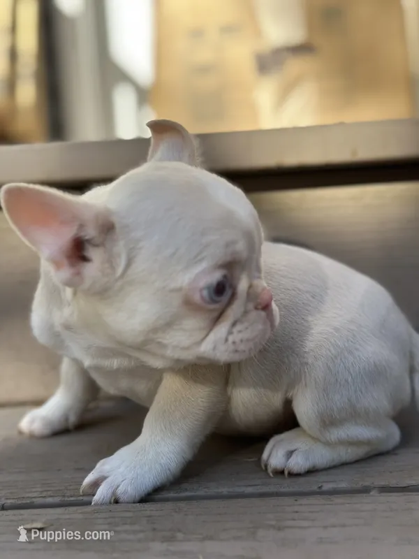 Mini Carmel pink husky, a male French Bulldog for sale in Rochester, NY – 1 of 2