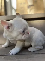 Mini Carmel pink husky, a male French Bulldog for sale in Rochester, NY – 1 of 2