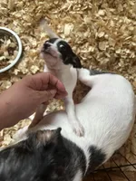 Jasmine, a female Jack Russell Terrier for sale in Rochester, NY – Photo 2 of 5