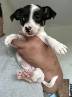 Jasmine, a female Jack Russell Terrier for sale in Rochester, NY – Photo 4 of 5
