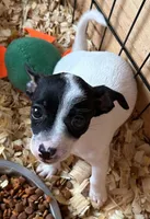 Jasmine, a female Jack Russell Terrier for sale in Rochester, NY – Photo 1 of 5