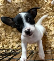 Jasmine, a female Jack Russell Terrier for sale in Rochester, NY – Photo 3 of 5