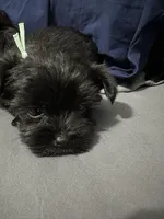 Mia, a female Yorkipoo for sale in Rochester, NY – Photo 2 of 2