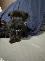 Mia, a female Yorkipoo for sale in Rochester, NY – Photo 1 of 2