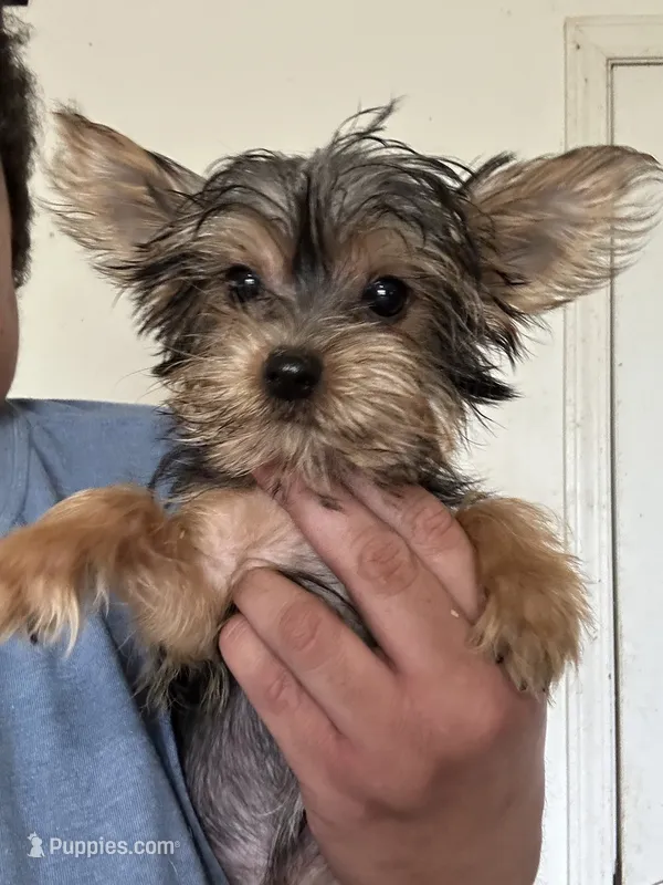 Blue – Yorkipoo puppy for sale in Rochester, NY