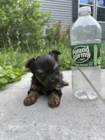 Bailey, a male Yorkshire Terrier for sale in Rochester, NY – 2 of 3